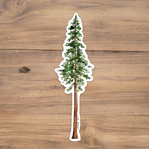 California Redwood Sticker, Coastal redwood sticker, redwood tree sticker, california sticker, tree sticker, sequoia sticker