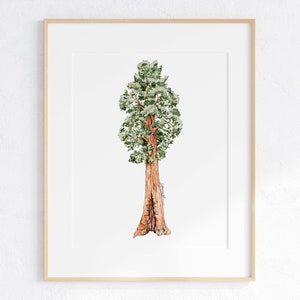 Giant Sequoia Giclee print, Redwood Tree Illustration, California Redwood Print, Redwood painting, Watercolor Redwood, Sequoia illustration