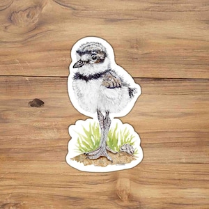 Killdeer Chick Sticker: Watercolor Bird Illustration