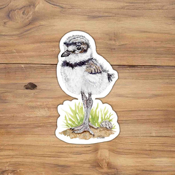 Killdeer Sticker, Killdeer illustration, Watercolor bird Stickers, Cute bird Sticker, killdeer chick, watercolor birds