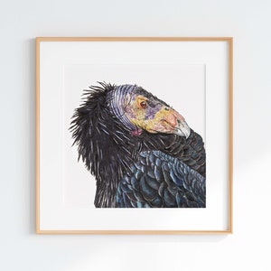 Watercolor California Condor Giclee Print, California Condor Illustration, California Condor Print, Natural Scientific Illustrations