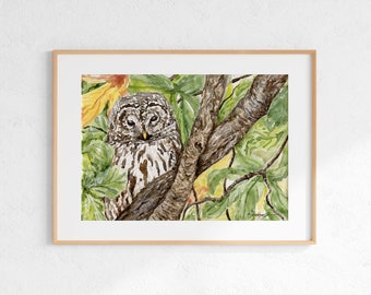 Barred Owl Giclee Print: Watercolor Owl Art