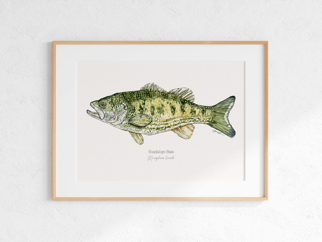 Guadalupe Bass Giclee Print, Guadalupe Bass Illustration, Texas