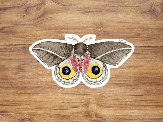 Zephyr eyed silk moth sticker, Silkmoth sticker, cute moth sticker,  butterfly stickers, silk moth illustration, moth drawing, moth painting