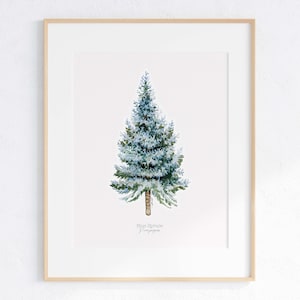 Blue Spruce Giclee print, Blue Spruce Illustration, Colorado Blue Spruce Print, Blue Spruce art, Watercolor Blue Spruce, Watercolor Tree Art