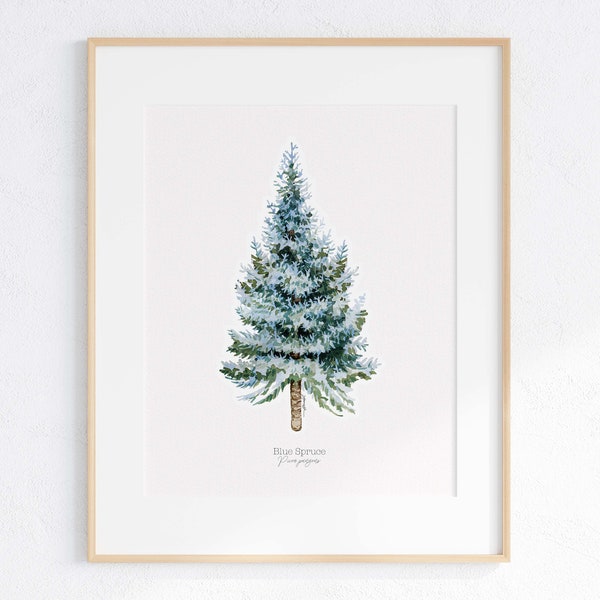Blue Spruce Giclee print, Blue Spruce Illustration, Colorado Blue Spruce Print, Blue Spruce art, Watercolor Blue Spruce, Watercolor Tree Art