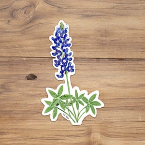 May include: A bluebonnet flower with green leaves. The flower is a popular symbol of Texas.