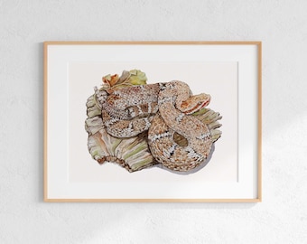 May include: Watercolor painting of a coiled snake with a tan and brown pattern, resting on a piece of wood with leaves. The snake has a reddish head and is framed in a light wood frame.