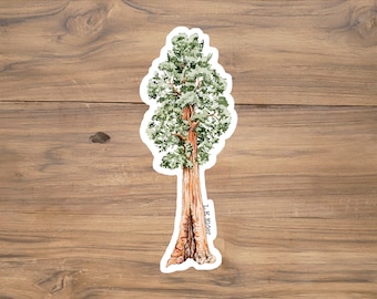 Giant Sequoia tree sticker, Coastal redwood sticker, redwood tree sticker, california sticker, tree sticker, California Redwood sticker