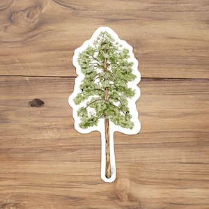Ponderosa Pine Vinyl Sticker Bull Pine Sticker, Western Yellow Pine Sticker Blackjack Pine Sticker, Ponderosa Illustration Pine tree sticker