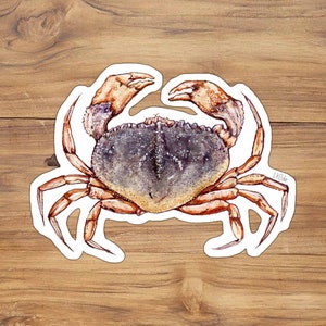 Dungeness Crab Vinyl Sticker: Oregon Wildlife Illustration