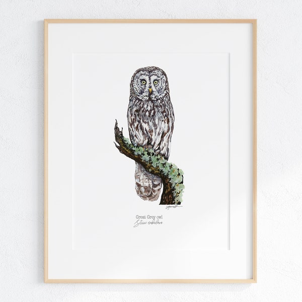 Great Grey Owl Giclee Print, Great Grey Owl print, Watercolor Owl print, Great Grey Owl illustration, Great Grey Owl Art