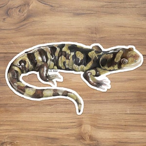 Western Tiger Salamander Vinyl Sticker: Digital Illustration