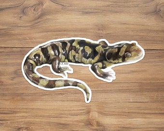 Western Tiger Salamander Sticker, Tiger Salamander Sticker, Salamander sticker,  amphibian sticker, Lizard Sticker, Colorado Sticker