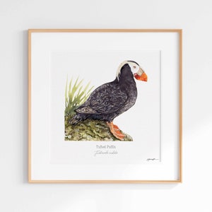 Tufted Puffin Print, Watercolor Puffin, Tufted Puffin Giclee, Ocean Print, Watercolor puffin, Wildlife Illustration, Watercolor Animals