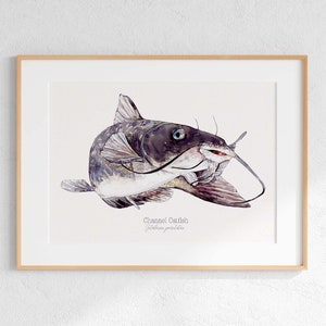Channel catfish Giclee print, catfish Illustration, Watercolor catfish,  fishing print, fishing Art, catfish fishing