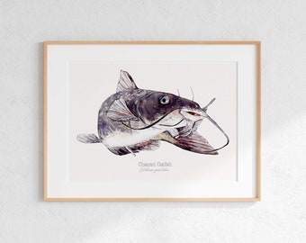 Channel catfish Giclee print, catfish Illustration, Watercolor catfish,  fishing print, fishing Art, catfish fishing