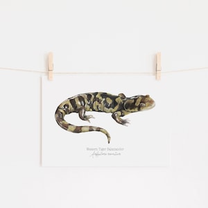Western Tiger Salamander Illustration, Tiger Salamander print, Western Salamander Art, Salamander Illustration, Salamander painting