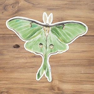 Luna Moth Sticker, Moth Sticker, Luna Moth, Pretty Moth, Butterfly stickers, butterfly watercolor, watercolor insects, moth painting