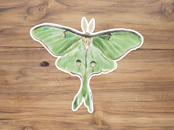 Luna Moth | Vinyl Sticker Luna Moth | Vinyl Sticker