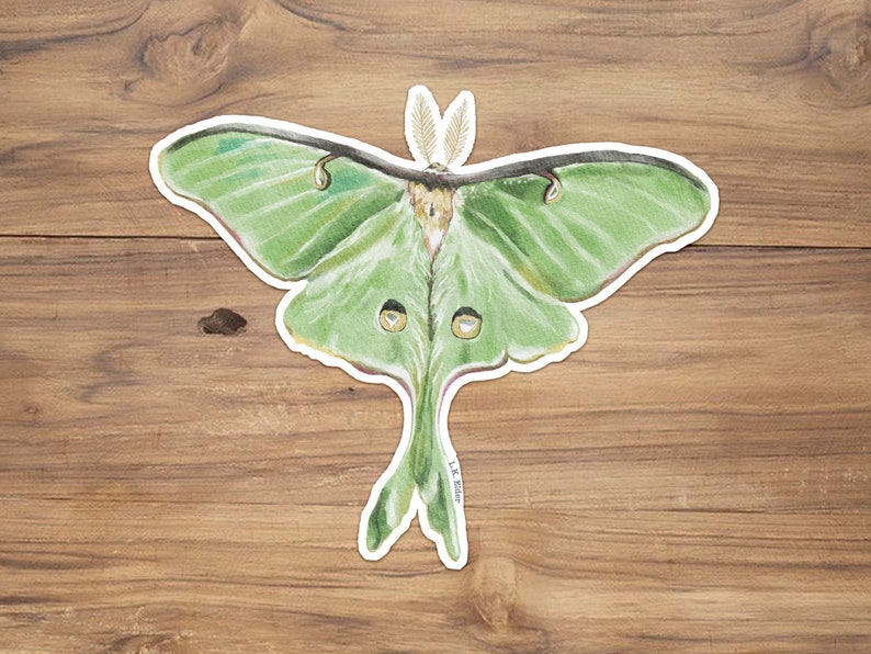 May include: A green luna moth with long, delicate wings and a white body. The moth is depicted in a watercolor style with subtle details.