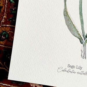 Sego Lily Giclee Print, Watercolor Sego Lily, Sego Lily Illustration, Sego Lily Painting, Utah State Flower, Desert Wildflowers, Sego Lily image 2