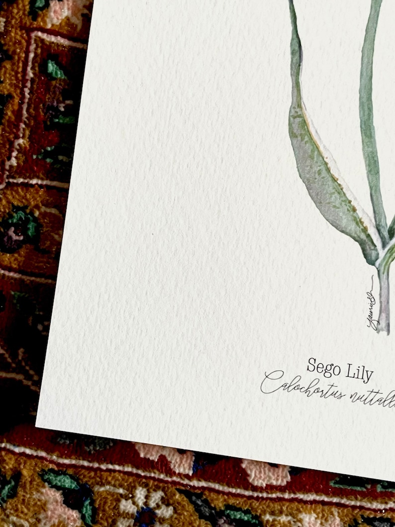 Sego Lily Giclee Print, Watercolor Sego Lily, Sego Lily Illustration, Sego Lily Painting, Utah State Flower, Desert Wildflowers, Sego Lily image 2