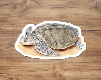 Kemp's Ridley sea turtle sticker, ridley turtle sticker, Ocean turtle sticker, Texas sticker, Atlantic sea turtle sticker, Texas animals