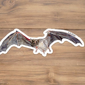 Mexican free-tailed bat sticker, brown bat sticker, bat sticker, halloween bat sticker, spooky bat sticker brazilian free-tailed bat art