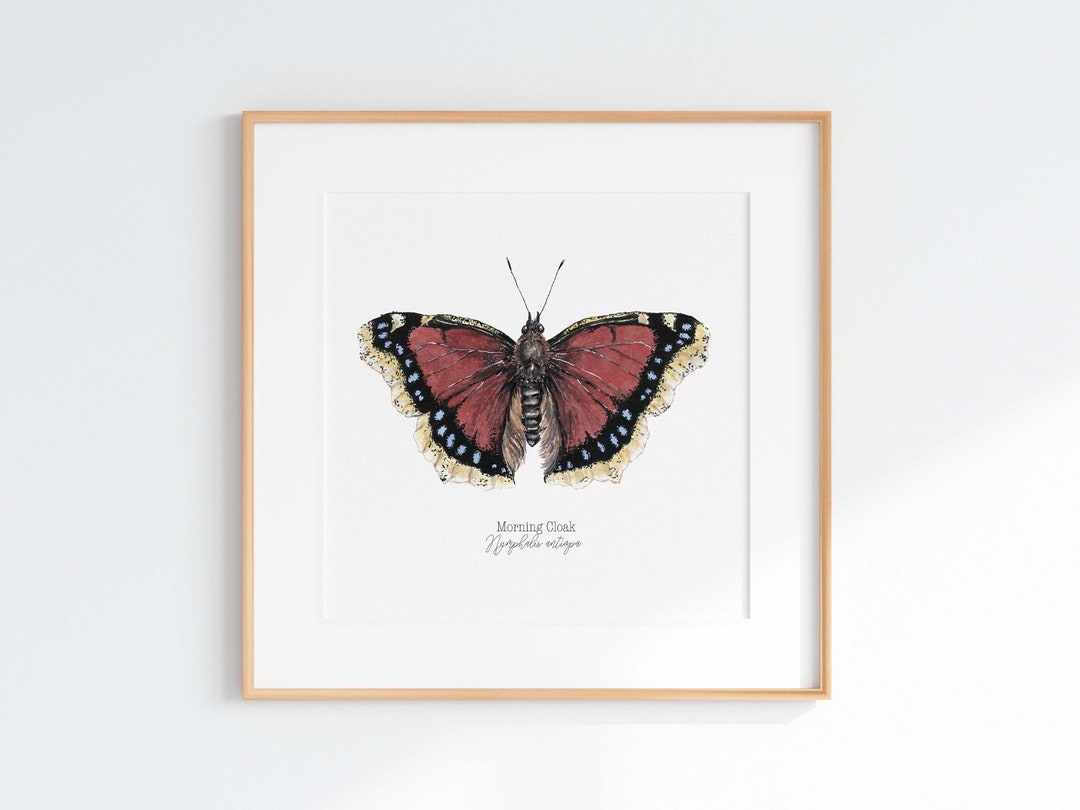 Mourning Cloak Butterfly Print: Watercolor Illustration With Gold Wing ...