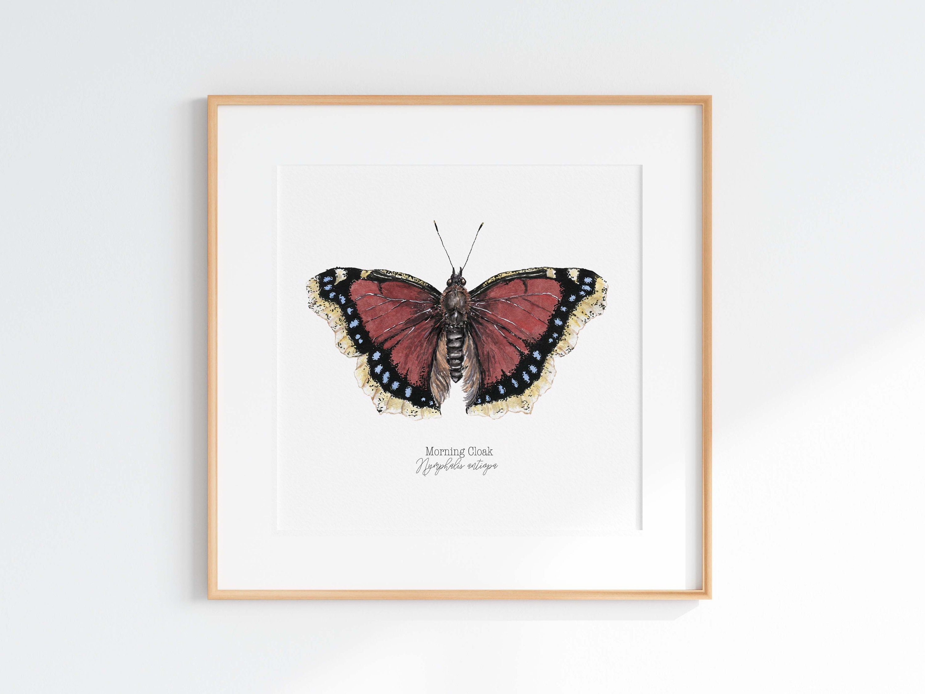 Mourning Cloak Butterfly Print: Watercolor Illustration With Gold Wing ...