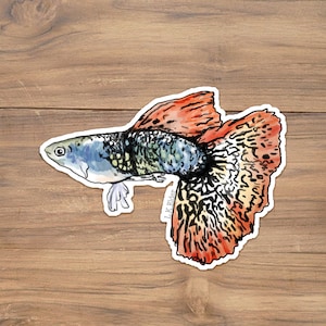 Guppy Fish Sticker: Rainbow Illustration, Aquarium Art