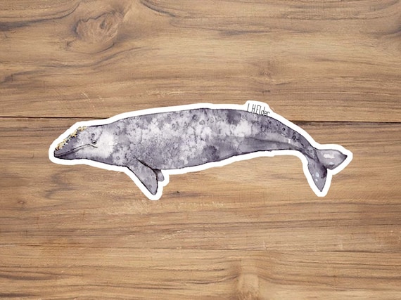 California Whale Decal California Whale Decal