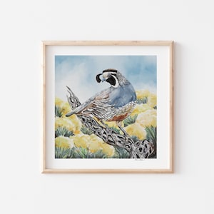 California Quail Aquarell Druck: Gambel&#39;s Quail Illustration