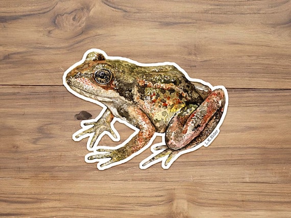 California Red-Legged Frog Sticker: Watercolor Herpetology Art
