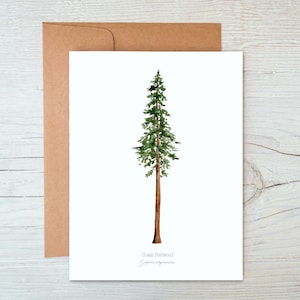 Wenskaart kustsequoia, notitiekaarten sequoia's, notitiekaarten boom, wenskaart Californië, illustratie sequoia, botanische blanco kaart
