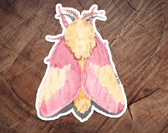 Rosy Maple Moth Sticker: Watercolor Glossy Vinyl Decal