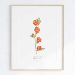 Scarlet Globemallow Botanical Illustration Print: Desert Wildflower Art