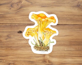 Golden Chanterelle Vinyl Sticker, fungi sticker, mycology stickers, botanical illustration sticker, nature sticker, Chanterelle illustration