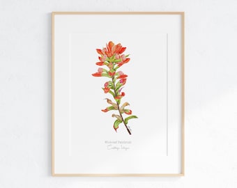 Indian Paintbrush Giclee Print: Botanical Illustration