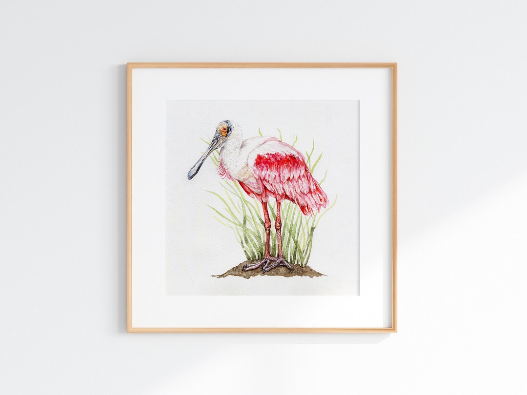 Watercolor Roseate Spoonbill Giclee Print: Scientific Illustration - Etsy
