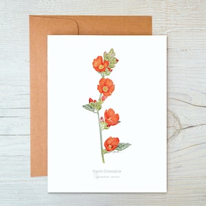 Scarlet globemallow greeting card, Blank Botanical Card, wildflower Notecards, floral notecards, southwest notecards, desert greeting card