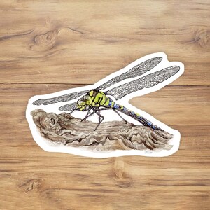 Green Darner Dragonfly Vinyl Sticker: Watercolor Insect Art