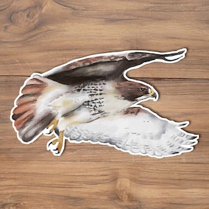 Red-tailed hawk Sticker, Falcon Sticker, Hawk Sticker, Flying Bird Sticker, Wildlife Stickers,