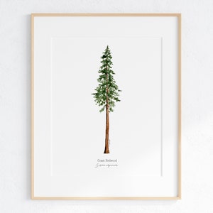 Coast Redwood Giclee print, Redwood Tree Illustration, California Redwood Print, Redwood painting, Watercolor Redwood, Sequoia illustration