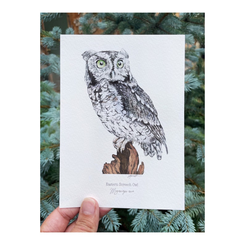 Eastern Screech Owl Giclee Print, Eastern Screech Owl print, Watercolor Owl print, Eastern Screech Owl illustration, Eastern Screech Owl Art image 2