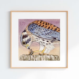 Watercolor American Kestrel Giclee Print: Scientific Illustration