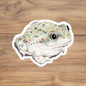 Spadefoot toad sticker, Toad ticker, frog sticker, amphibian sticker, nature sticker, water bottle sticker, watercolor stickers