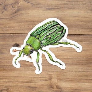 Glorious Scarab Beetle Vinyl Sticker, Chrysina gloriosa sticker, Glorious scarab beetle illustration, Watercolor scarab beetle