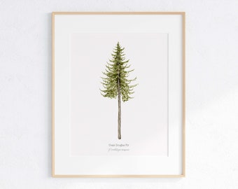 May include: A framed watercolor illustration of a Coast Douglas Fir tree, with the scientific name "Pseudotsuga menziesii" written below the image.